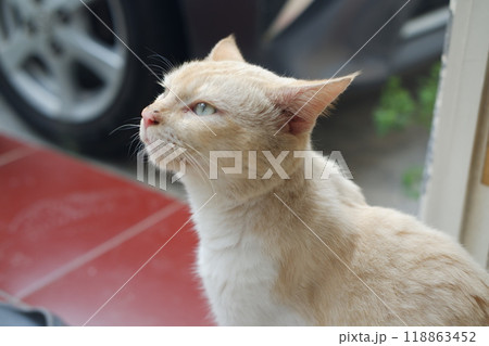 A curious cat glances upward, captivated by something that piques its interest. 118863452