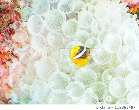 美しいイソギンチャク畑の可愛いクマノミ(クマノミ亜科)の幼魚。 静岡県伊豆半島南伊豆町中木ヒリゾ浜 美しいイソギンチャク畑の可愛いクマノミ(クマノミ亜科)の幼魚。 静岡県伊豆半島南伊豆町中木ヒリゾ浜 118863497