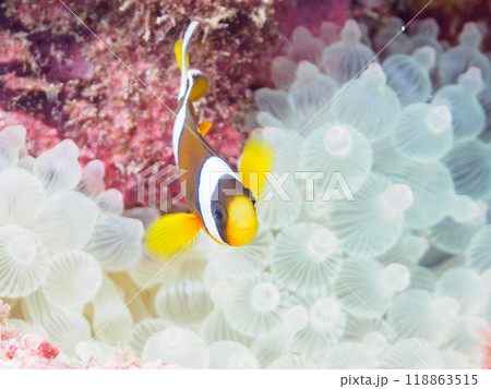 美しいイソギンチャク畑の可愛いクマノミ（クマノミ亜科）の幼魚。  静岡県伊豆半島南伊豆町中木ヒリゾ浜 118863515