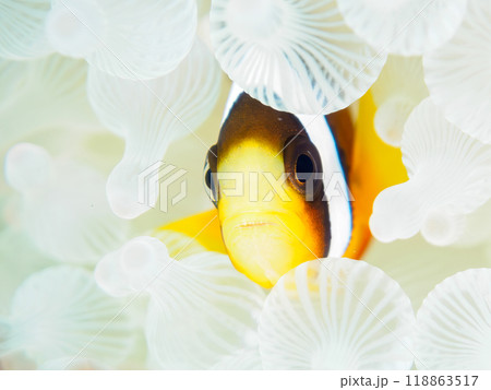 美しいイソギンチャク畑の可愛いクマノミ（クマノミ亜科）の幼魚。  静岡県伊豆半島南伊豆町中木ヒリゾ浜 118863517