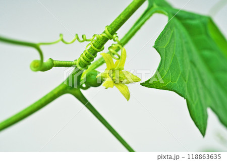 黄色いオキナワスズメウリの花（秋、九月） 118863635