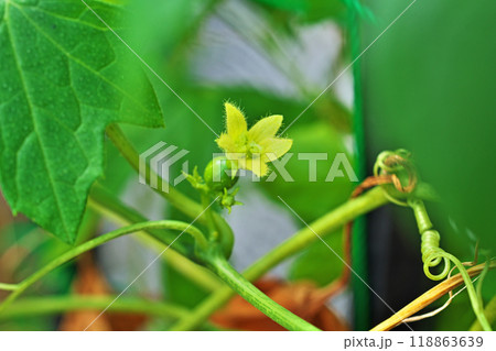 黄色いオキナワスズメウリの花（秋、九月） 118863639