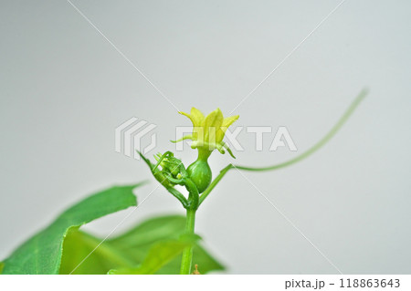 黄色いオキナワスズメウリの花(秋、九月) 黄色いオキナワスズメウリの花(秋、九月) 118863643