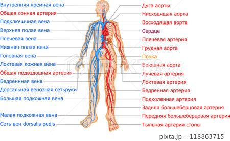 血管　動脈　静脈　血管分布　イラスト　ロシア語 118863715