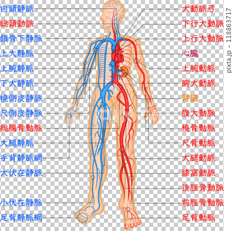 Blood vessels, arteries, veins, vascular distribution, illustration, Japanese 118863717