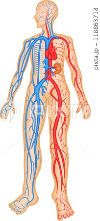 血管 動脈 静脈 血管分布 イラスト 血管 動脈 静脈 血管分布 イラスト 118863718