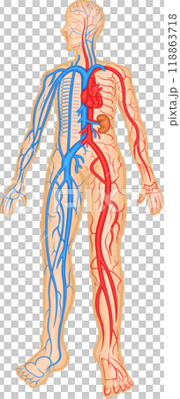 血管 動脈 静脈 血管分布 イラスト 血管 動脈 静脈 血管分布 イラスト 118863718