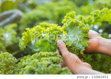 Concept of eating vegetables for health. Farmer's hands holding kale leaves in the garden. Kale is the queen of leafy green vegetables. Concept of eating vegetables for health. Farmer's hands holding kale leaves in the garden. Kale is the queen of leafy green vegetables. 118863851