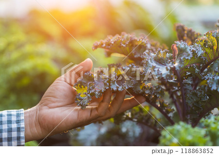 Concept of eating vegetables for health. Farmer's hands holding kale leaves in the garden. Kale is the queen of leafy green vegetables. Concept of eating vegetables for health. Farmer's hands holding kale leaves in the garden. Kale is the queen of leafy green vegetables. 118863852