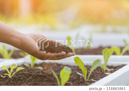 Ideas for using organic fertilizers for plants. Close up Farmer's hands hold vermicompost and add fertilizer to the salad vegetables in the field. Using organic ingredients to ensure safety. Ideas for using organic fertilizers for plants. Close up Farmer's hands hold vermicompost and add fertilizer to the salad vegetables in the field. Using organic ingredients to ensure safety. 118863861