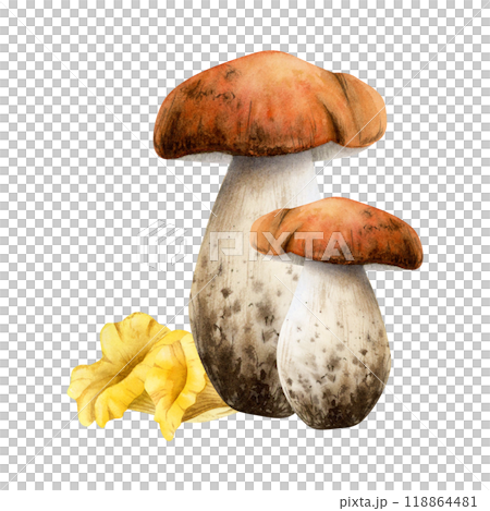 Watercolor edible mushrooms watercolor isolated illustration. Boletus and golden yellow chanterelles arrangement. Forest fall fungus plants. Woodland botanical sketch for autumn nature designs Watercolor edible mushrooms watercolor isolated illustration. Boletus and golden yellow chanterelles arrangement. Forest fall fungus plants. Woodland botanical sketch for autumn nature designs 118864481
