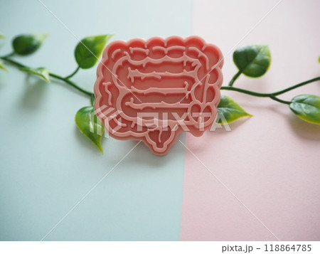 腸、大腸の模型イメージ　コピースペース 118864785