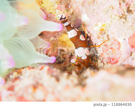 半透明で美しいイソギンチャクモエビ(モエビ科)。静岡県伊豆半島南伊豆町中木ヒリゾ浜-2023年 半透明で美しいイソギンチャクモエビ(モエビ科)。静岡県伊豆半島南伊豆町中木ヒリゾ浜-2023年 118864830