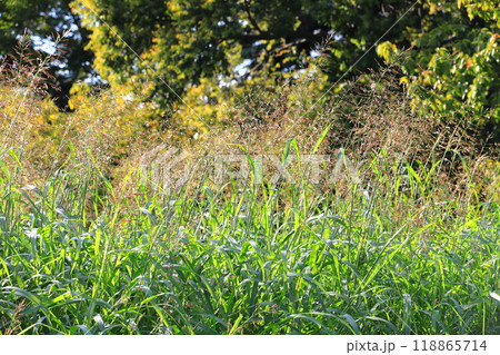 イネ科のセイバンモロコシ or ジョンソングラス イネ科のセイバンモロコシ or ジョンソングラス 118865714