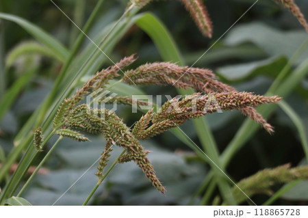 イヌビエ 118865728