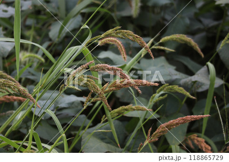 イヌビエ イヌビエ 118865729