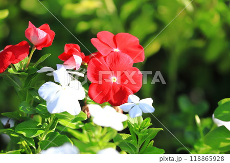 赤と白の日日草（ニチニチソウ）　 118865928