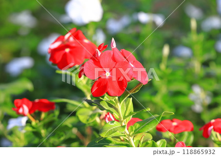 赤と白の日日草（ニチニチソウ）　 118865932