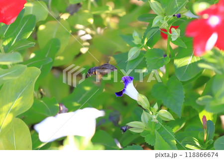 蜜を求めて花から花へ飛び回るホシホウジャク 118866674