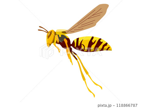 飛行中のアシナガバチの横向きのイラスト 118866787