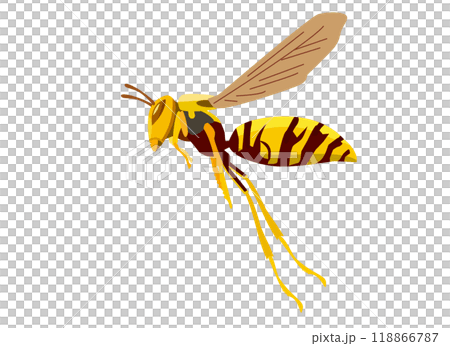 飛行中のアシナガバチの横向きのイラスト 118866787