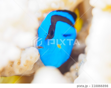 美しいテーブルサンゴと可愛いナンヨウハギ（ニザダイ科）の幼魚他。静岡県伊豆半島南伊豆町中木ヒリゾ浜 118866898