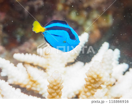 美しいテーブルサンゴと可愛いナンヨウハギ（ニザダイ科）の幼魚他。静岡県伊豆半島南伊豆町中木ヒリゾ浜 118866916
