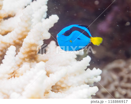 美しいテーブルサンゴと可愛いナンヨウハギ（ニザダイ科）の幼魚他。静岡県伊豆半島南伊豆町中木ヒリゾ浜 118866917