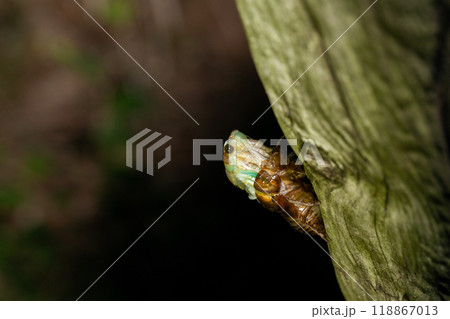 アブラゼミの羽化中 アブラゼミの羽化中 118867013