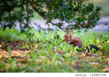 Squirrel eating oak acorn in a park in autumn Squirrel eating oak acorn in a park in autumn 118867206