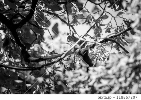 Squirrel climbing a tree with autumn leaves foliage 118867207