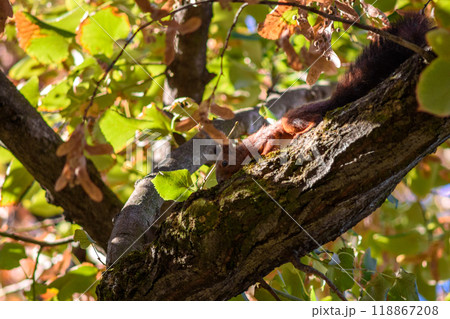 Squirrel climbing a tree with autumn leaves foliage 118867208