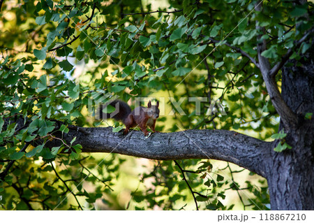Squirrel climbing a tree with autumn leaves foliage Squirrel climbing a tree with autumn leaves foliage 118867210