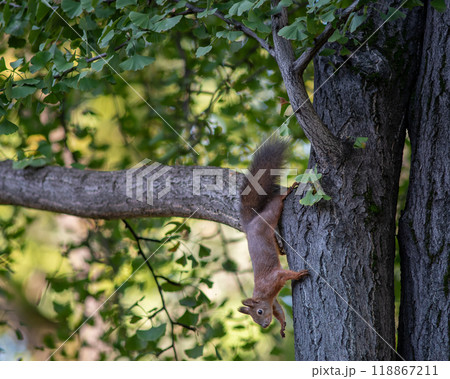 Squirrel climbing a tree with autumn leaves foliage Squirrel climbing a tree with autumn leaves foliage 118867211