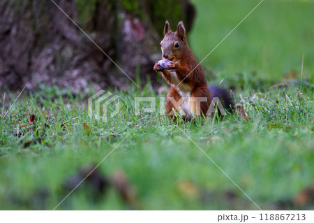 Squirrel eating oak acorn in a park in autumn 118867213