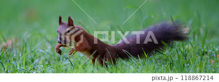 Squirrel eating oak acorn in a park in autumn 118867214