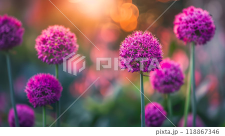 Round purple flowers of decorative onions in a garden on spring day. 118867346