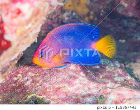 日本固有種の可愛いレンテンヤッコ（キンチャクダイ科）の幼魚他。伊豆半島南伊豆町中木ヒリゾ浜-2023 118867443