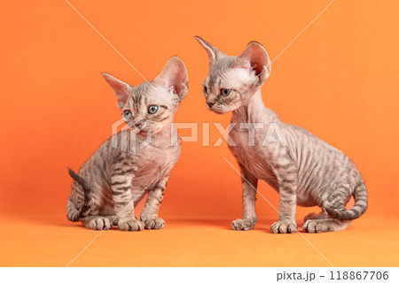 Cute litter of two Devon Rex cat kittens, sitting facing front. isolated and orange-yellow background. Cute litter of two Devon Rex cat kittens, sitting facing front. isolated and orange-yellow background. 118867706