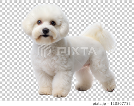 Bichon Frise Dog. White bolognese dog , isolated on white background 118867752