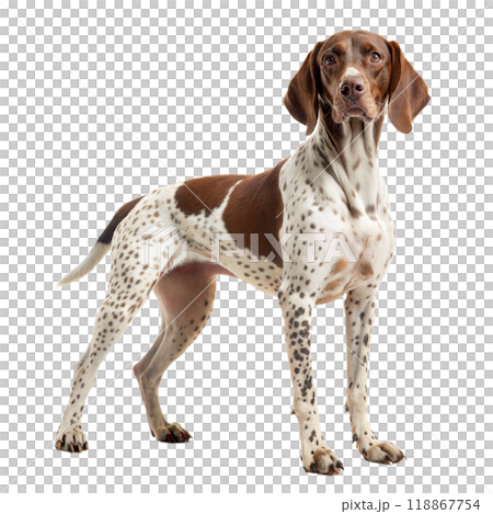 German Shorthaired Pointer. Kurzhaar dog isolated on white background. German Shorthaired Pointer. Kurzhaar dog isolated on white background. 118867754