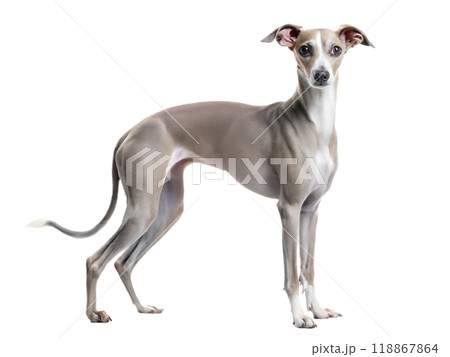 Italian Greyhound dog standing and looking at camera isolated on white background 118867864