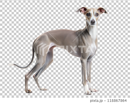 Italian Greyhound dog standing and looking at camera isolated on white background 118867864
