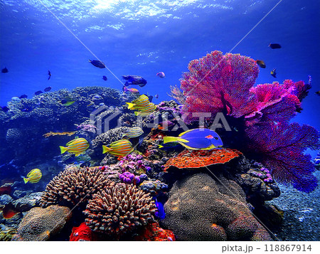 熱帯の海 熱帯の海 118867914