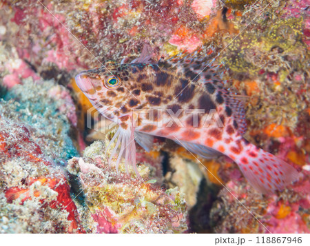 美しいテーブルサンゴと可愛いヒメゴンベ（ゴンベ科）の幼魚他。伊豆半島南伊豆町中木ヒリゾ浜-2023 118867946