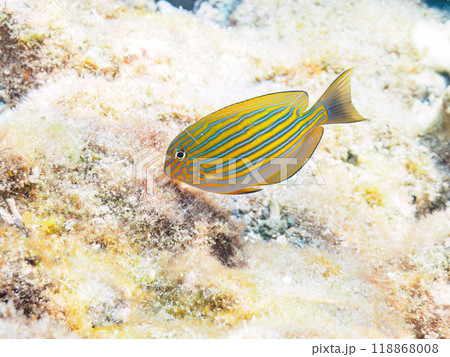 半透明で透けている、美しいニジハギ(ニザダイ科)の幼魚。静岡県伊豆半島南伊豆町中木ヒリゾ浜-2023 半透明で透けている、美しいニジハギ(ニザダイ科)の幼魚。静岡県伊豆半島南伊豆町中木ヒリゾ浜-2023 118868008