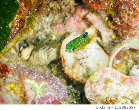 星空のように美しいルリホシスズメダイ（スズメダイ科）の幼魚。伊豆半島南伊豆町中木ヒリゾ浜-2023 118868057