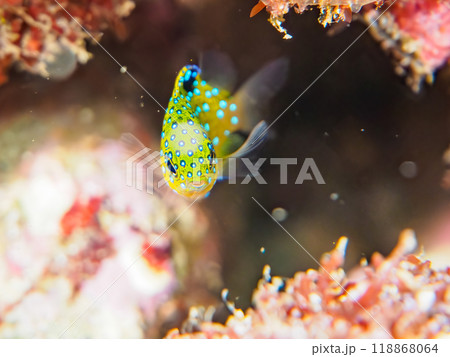 星空のように美しいルリホシスズメダイ（スズメダイ科）の幼魚。伊豆半島南伊豆町中木ヒリゾ浜-2023 118868064