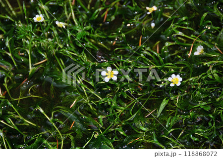 バイカモ（梅花藻）（撮影地：長野県上高地） 118868072