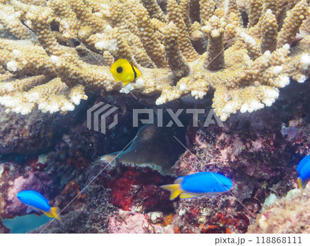 美しいエンタクミドリイシ（テーブルサンゴ）とスミツキトノサマダイ（チョウチョウウオ科）幼魚他2023 118868111